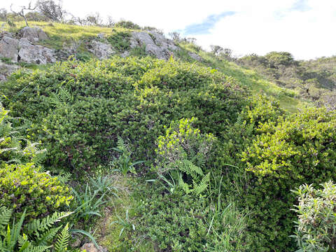 Image of Arctostaphylos uva-ursi subsp. uva-ursi