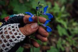 Salvia vitifolia Benth. resmi