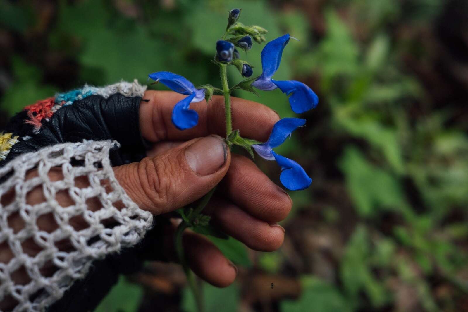 Salvia vitifolia Benth. resmi