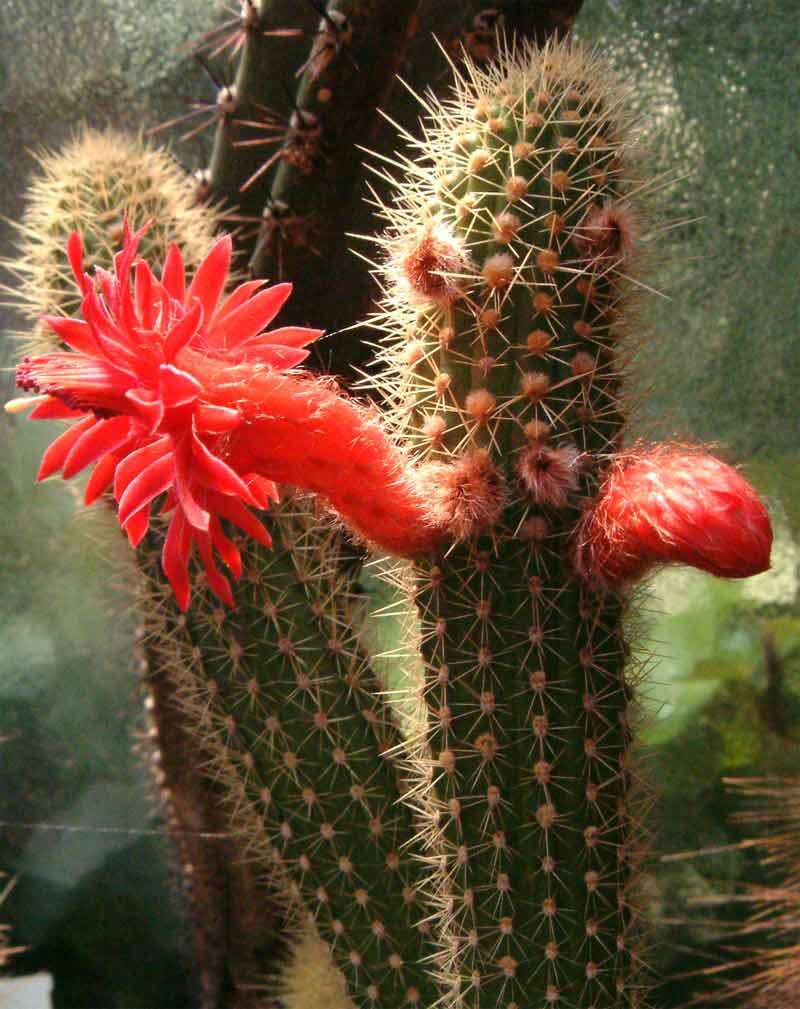 Image of Cleistocactus samaipatanus (Cárdenas) D. R. Hunt