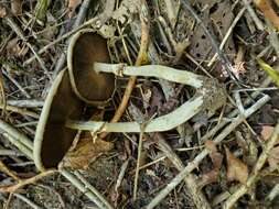 Image of Agaricus leptocaulis Kerrigan 2016