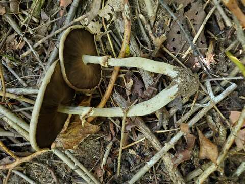 Image of Agaricus leptocaulis Kerrigan 2016