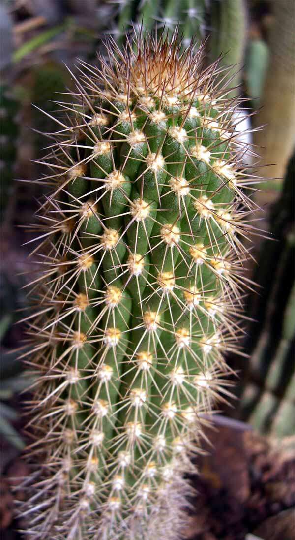 Image of Browningia candelaris (Meyen) Britton & Rose