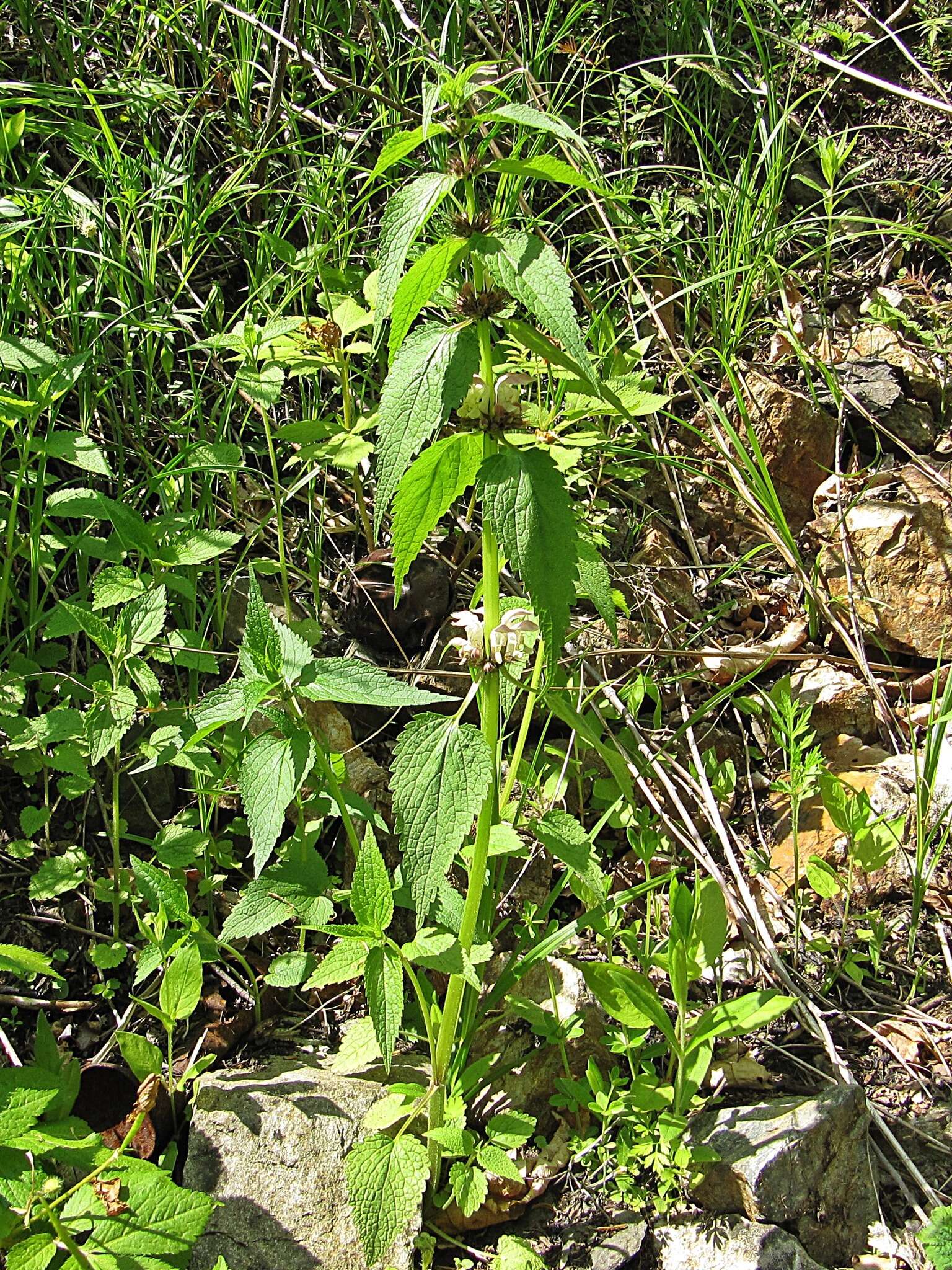 Imagem de Lamium album subsp. barbatum (Siebold & Zucc.) Mennema