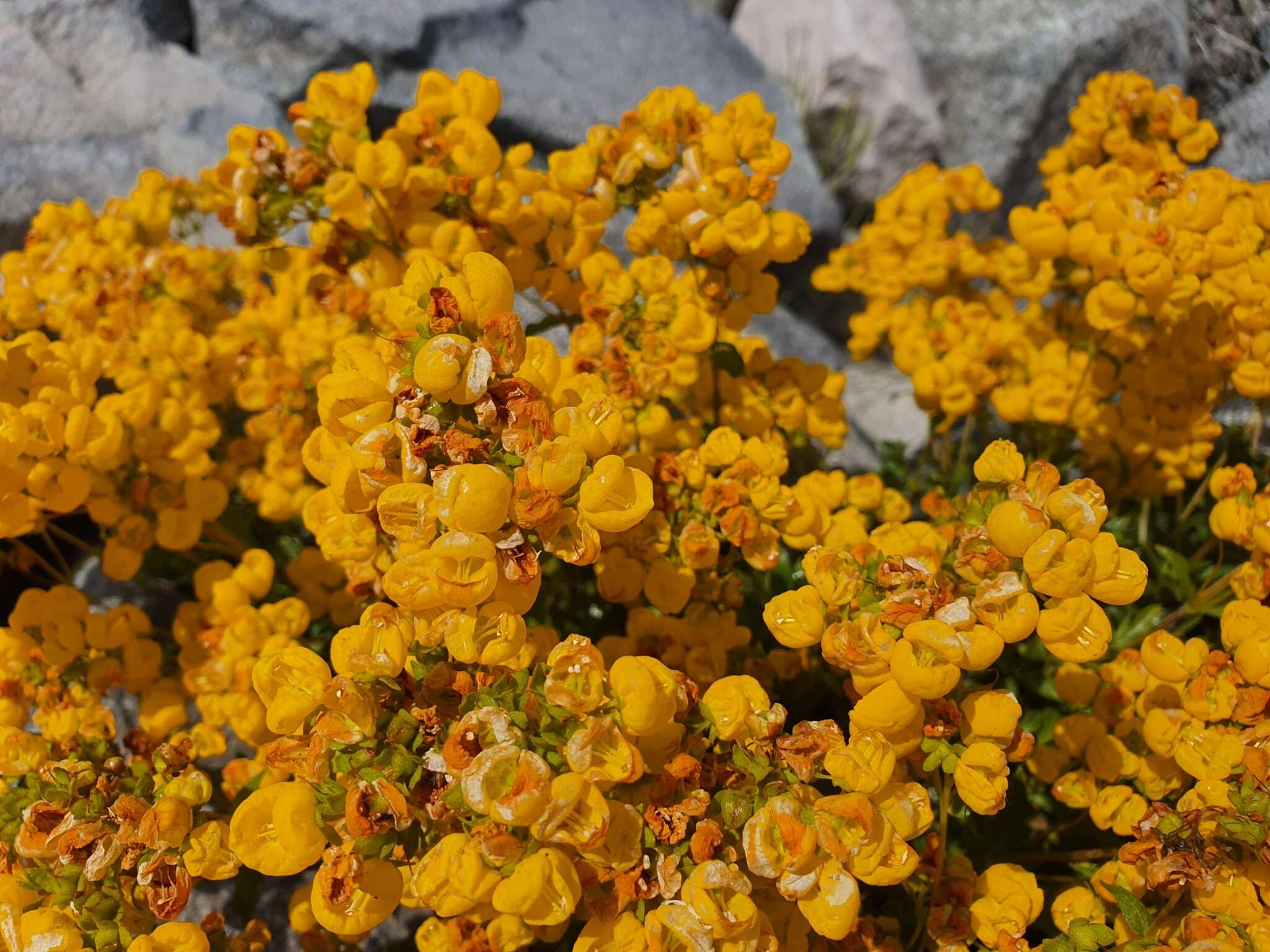 Image of Calceolaria meyeniana Phil.