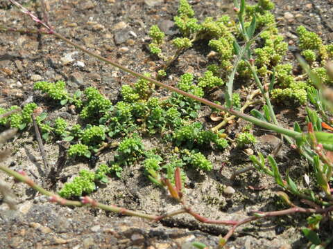 Image of smooth rupturewort