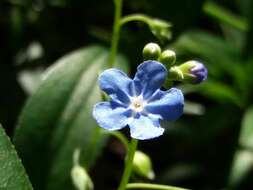 Omphalodes nitida (Willd.) Hoffmanns. & Link的圖片