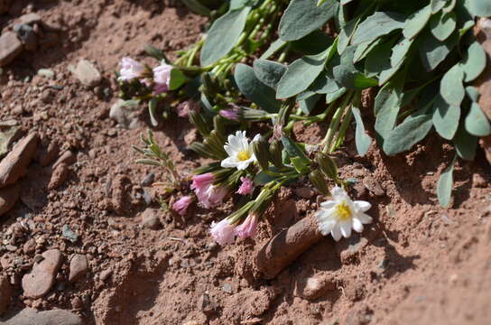 Plancia ëd Askellia lactea (Lipsch.) W. A. Weber