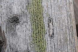 Image of Calicium tigillare (Ach.) Pers.