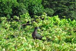 Image of Christmas Imperial Pigeon