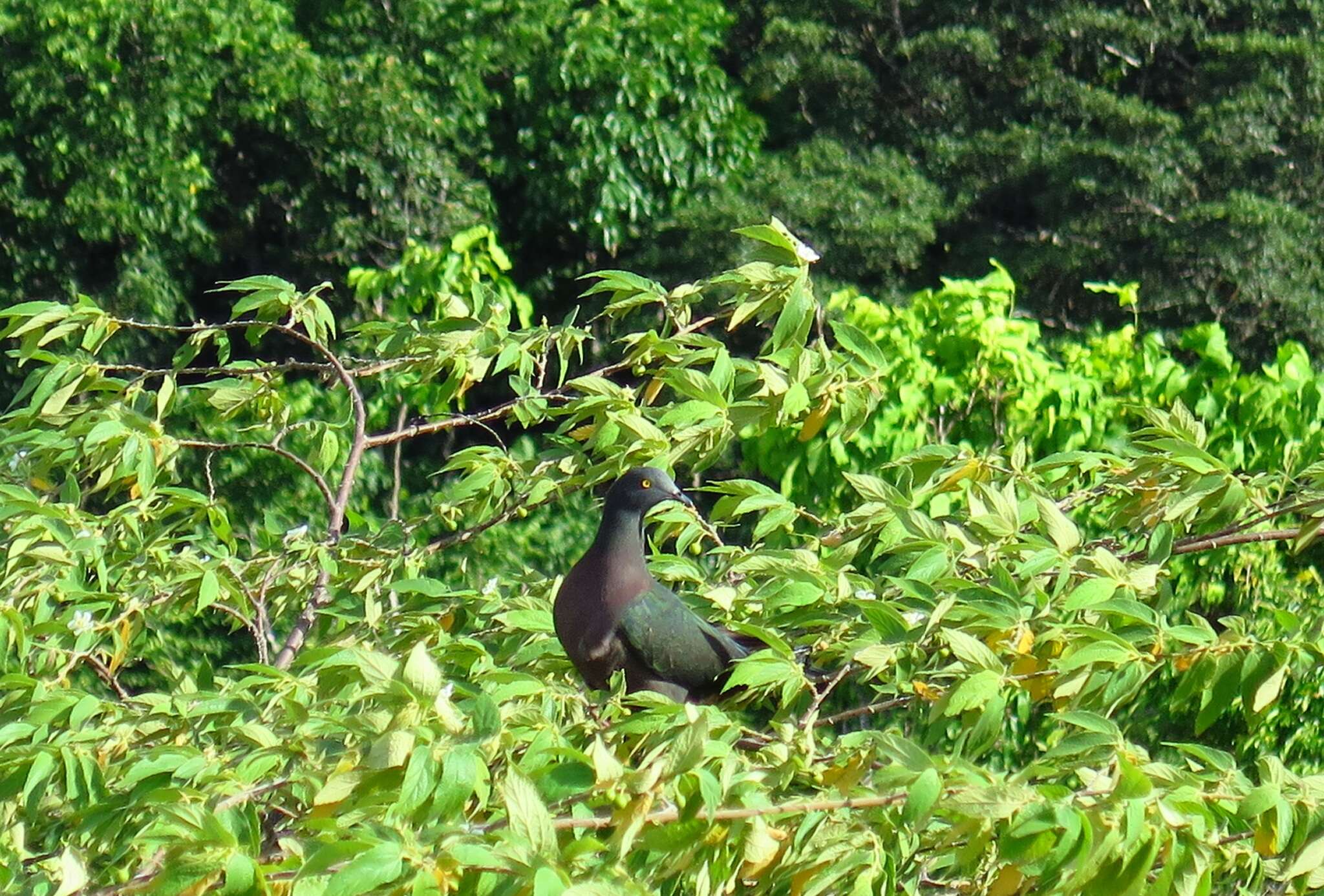 Image of Christmas Imperial Pigeon