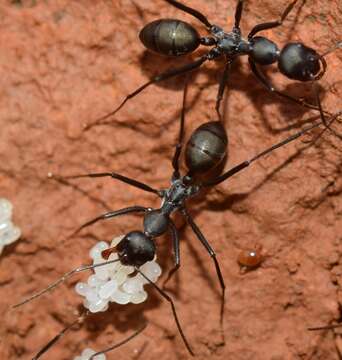 Image of Cataglyphis humeya Tinaut 1991