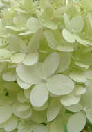 Image of panicled hydrangea