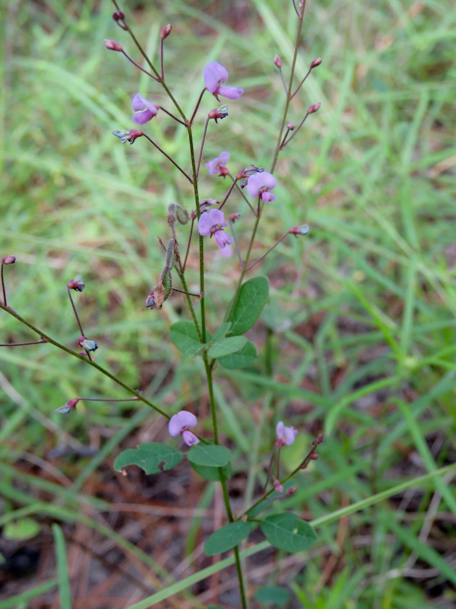 Image of hairy small-leaf ticktrefoil