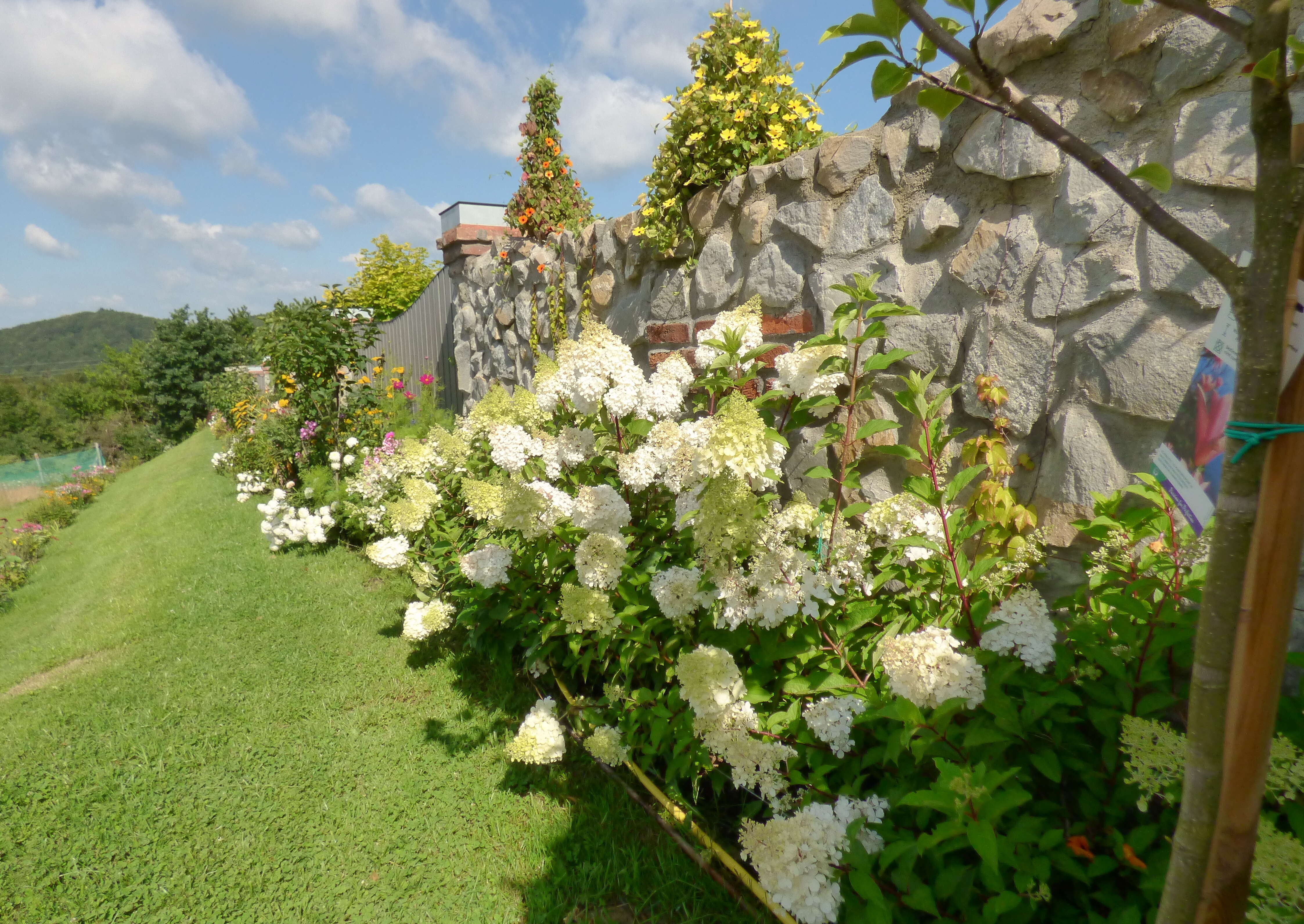 Image of panicled hydrangea