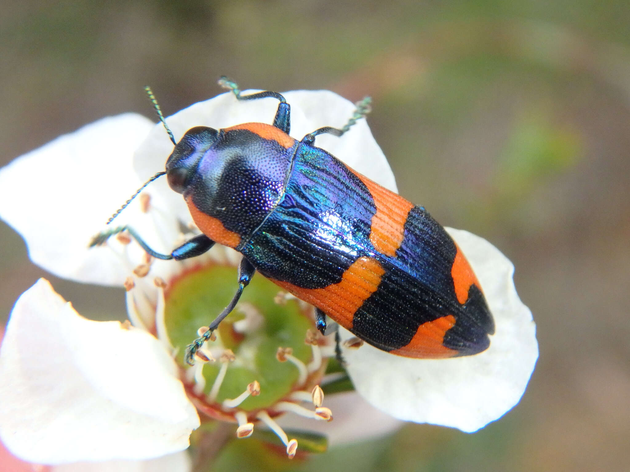 Image of Castiarina grata (Saunders 1869)