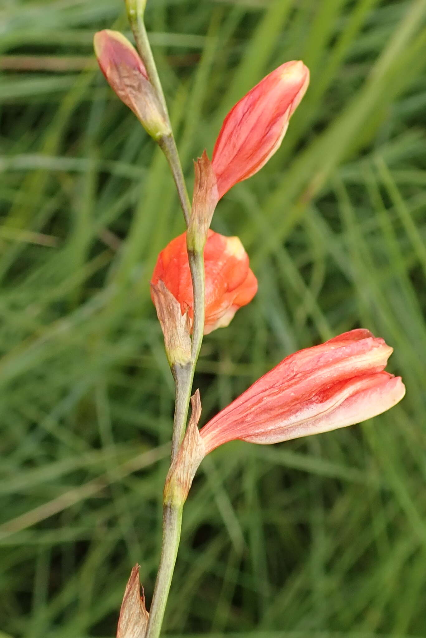 Image of Tritonia disticha (Klatt) Baker