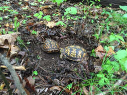 Image of Eastern box turtle