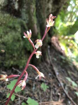 Image of summer coralroot