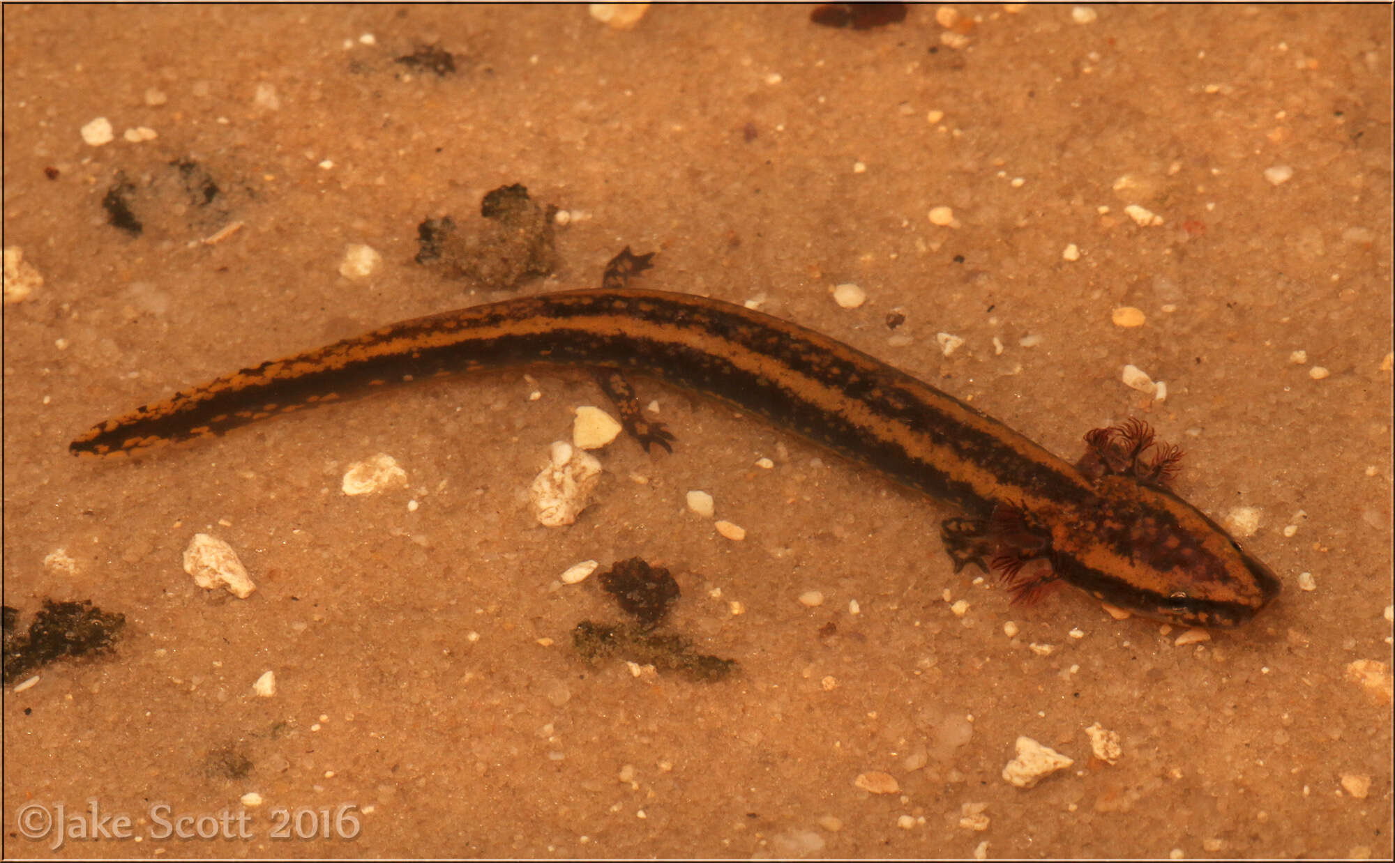 Image of Necturus louisianensis Viosca 1938