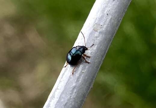 Brachypnoea tristis (Olivier 1808)的圖片