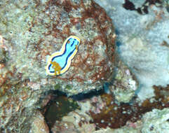 Image of Chromodoris annae Bergh 1877