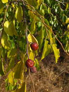 Image of Buffalo-thorn