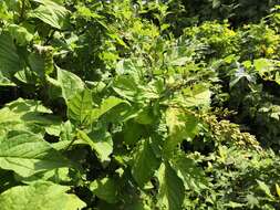 Image of Syringa henryi C. K. Schneid.