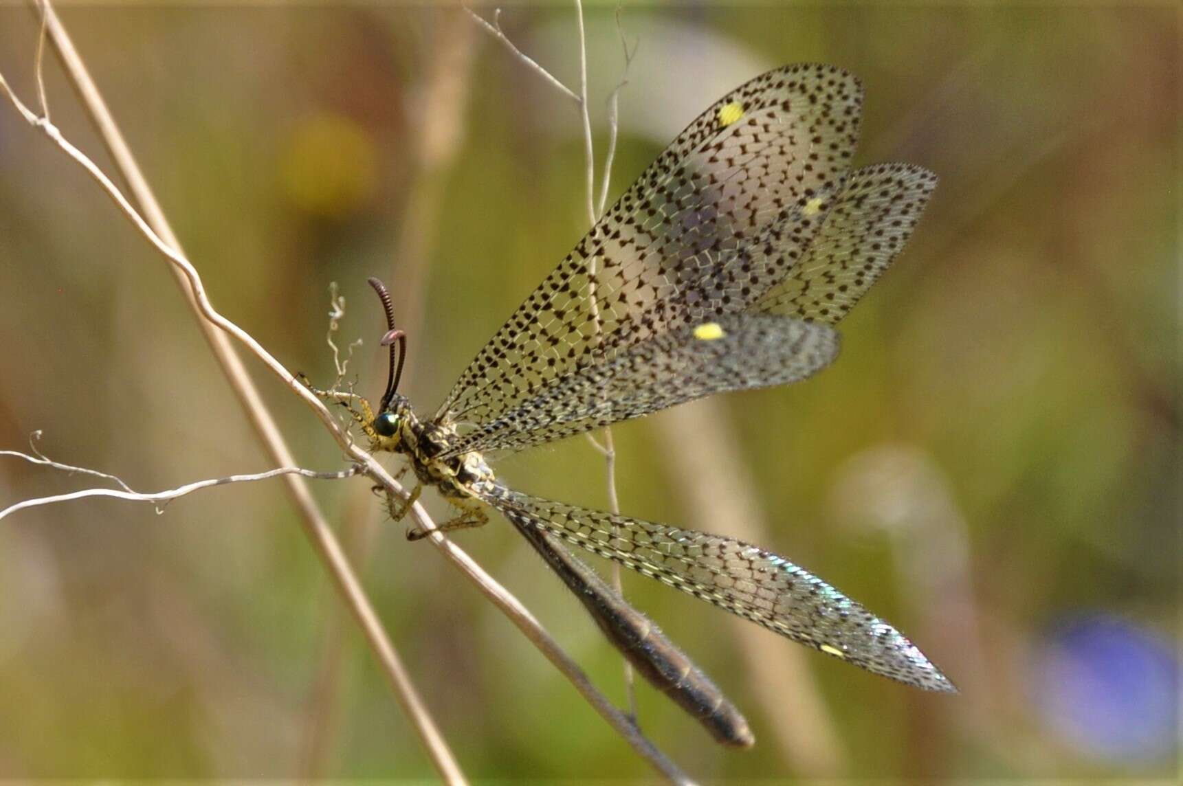 Image de Brachynemurus mexicanus Banks 1895