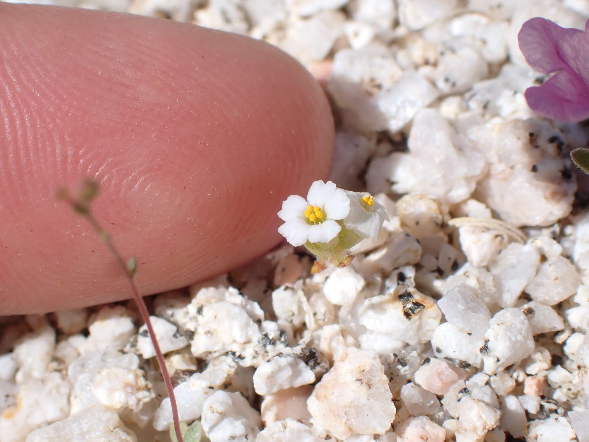 Image of San Bernardino Mountain gilia