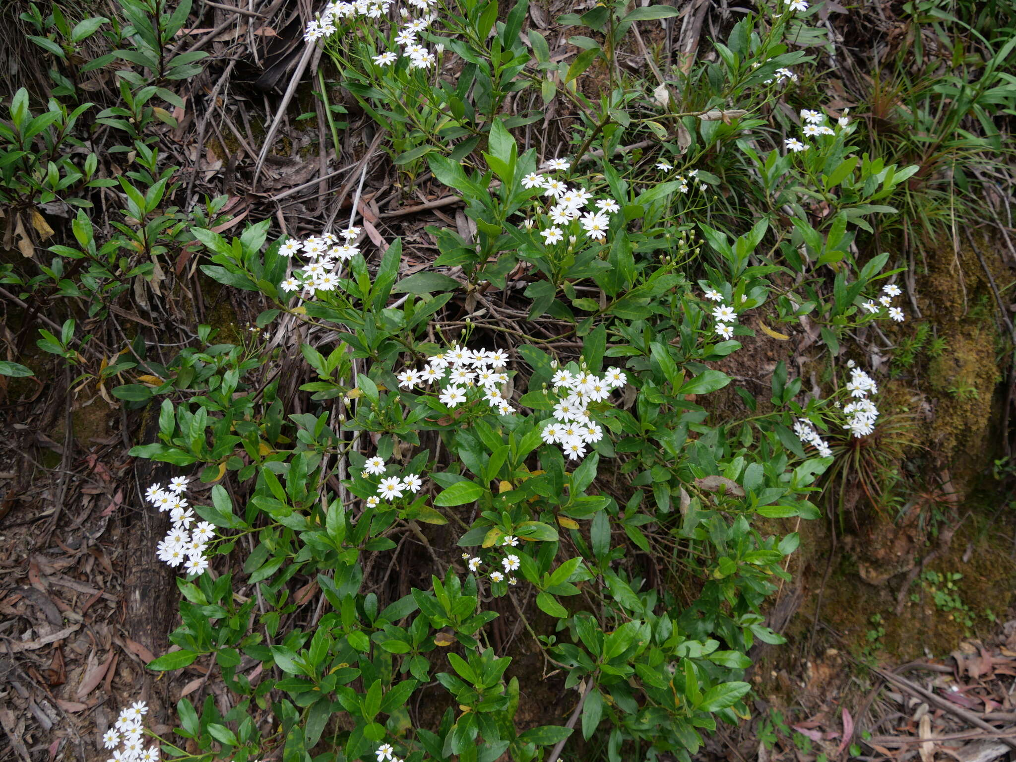 Image of Sticky daisy bush