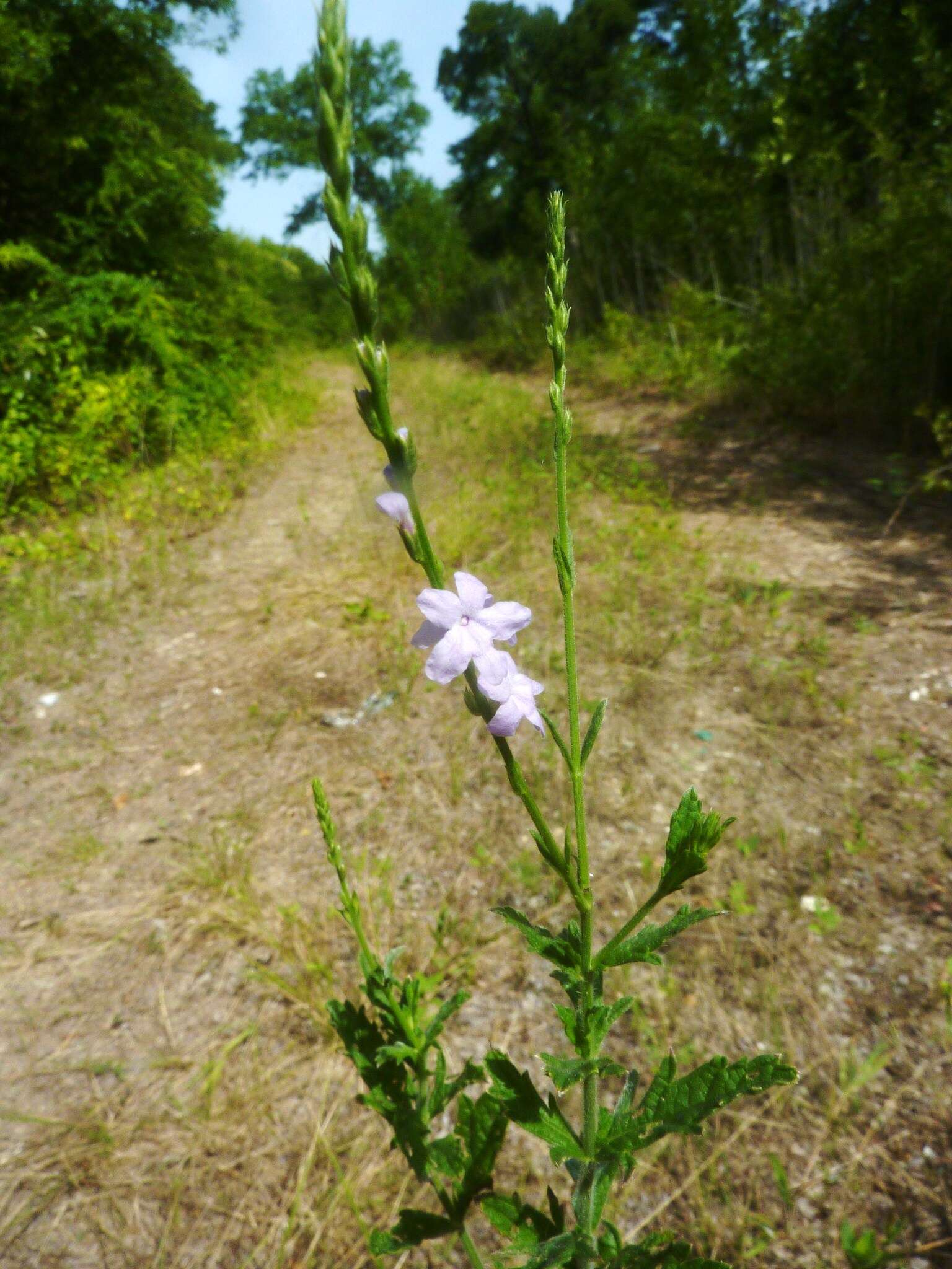 Image de Verbena xutha Lehm.