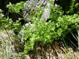 Image of parsley fern