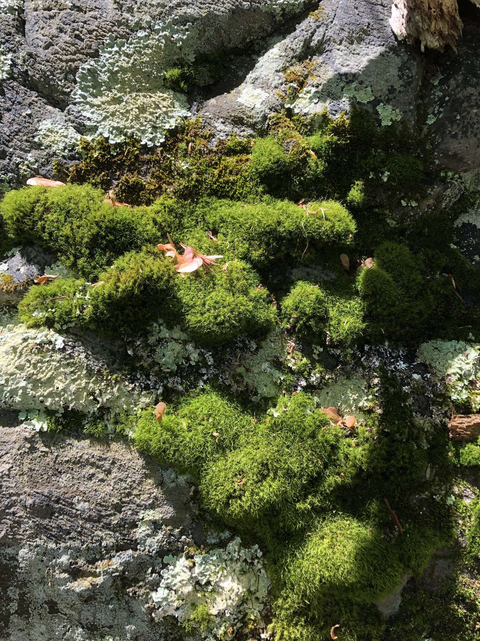 Image of dicranum moss