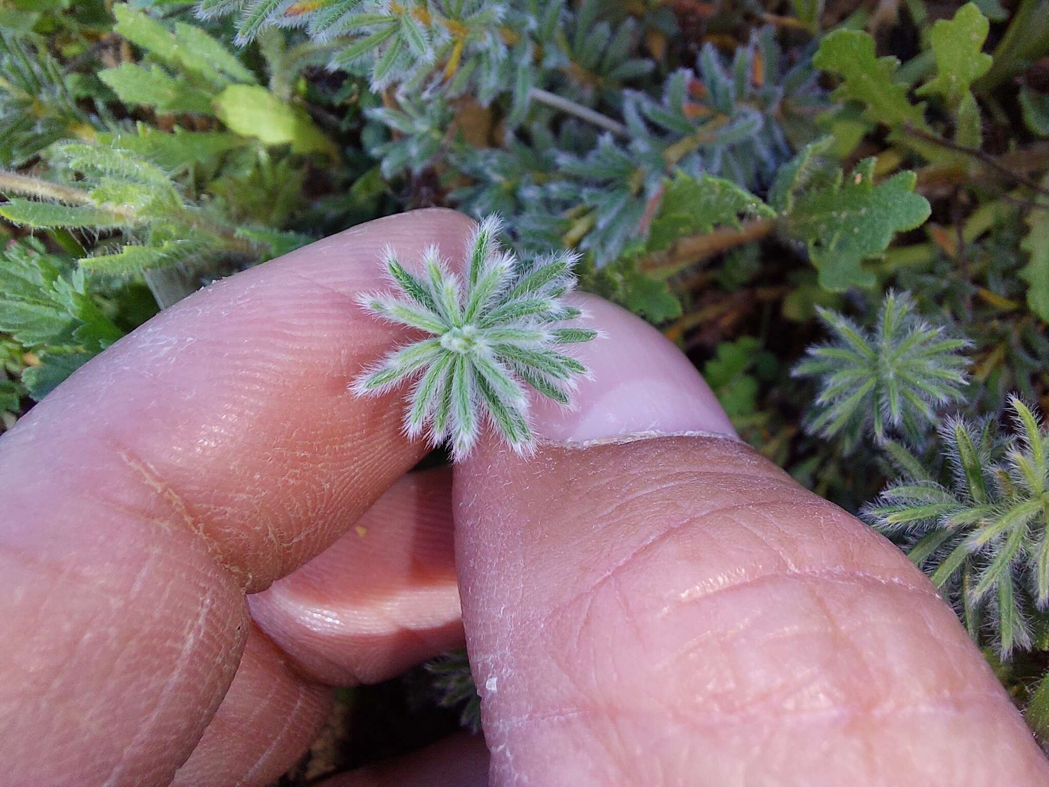 Image of Oxalis massoniana Salter