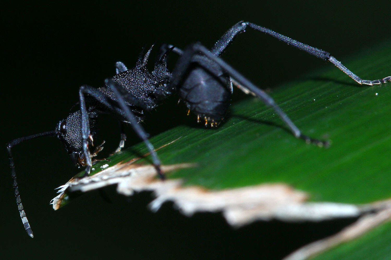 Image de Polyrhachis armata (Le Guillou 1842)