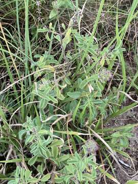 Image de Ocimum americanum L.