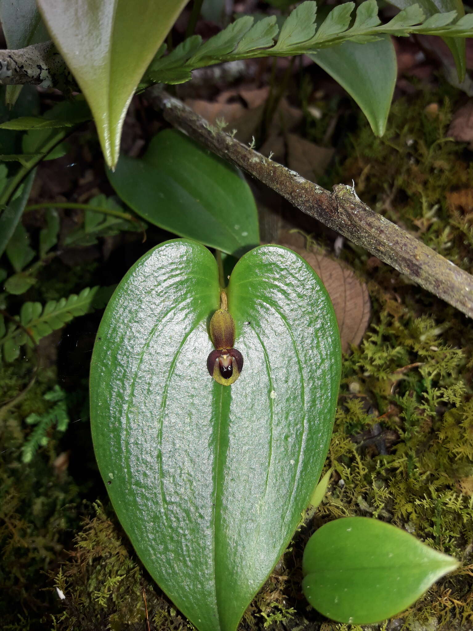 Imagem de Pleurothallis cordata (Ruiz & Pav.) Lindl.