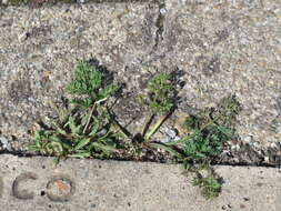 Image of Common Stork's-bill