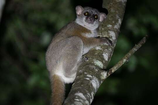 Image of Milne Edwards’s sportive lemur