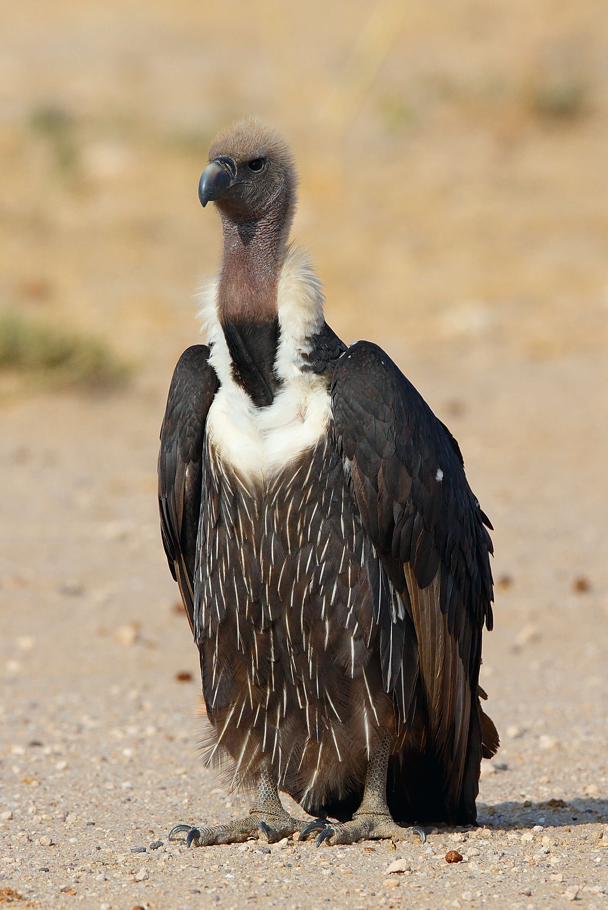 Image of Asian White-backed Vulture