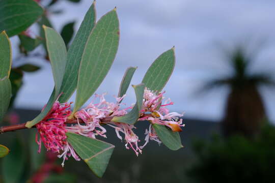 Image of Hakea neurophylla Meissn.