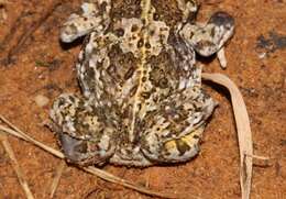 Image of Common Cape Toad; Sand Toad