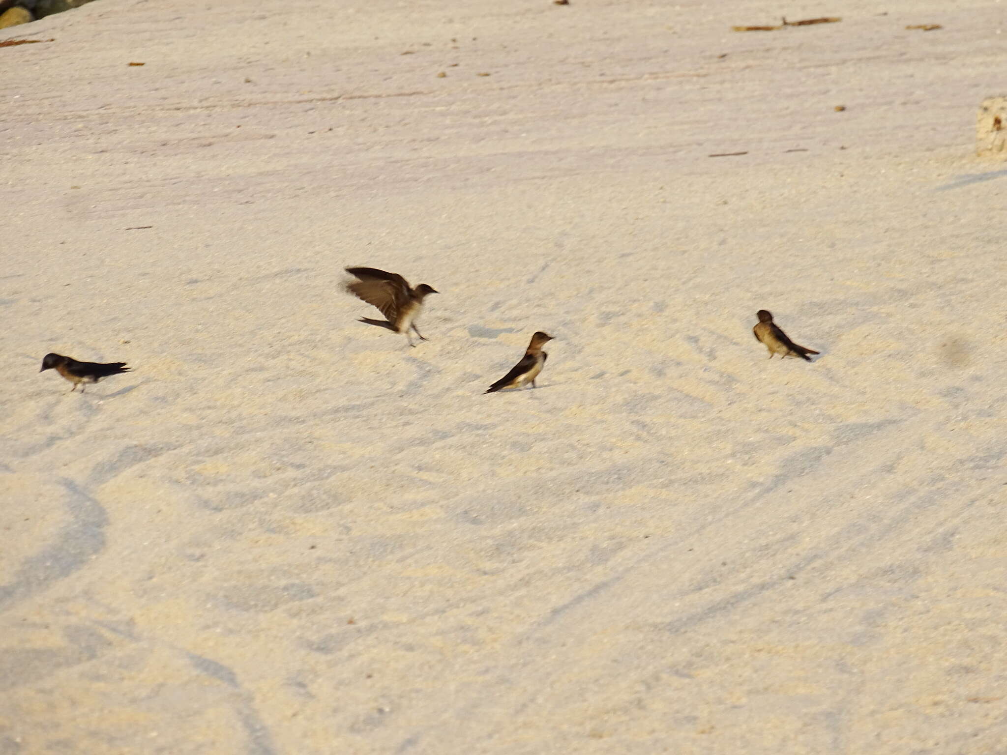 Image of Gray-breasted Martin