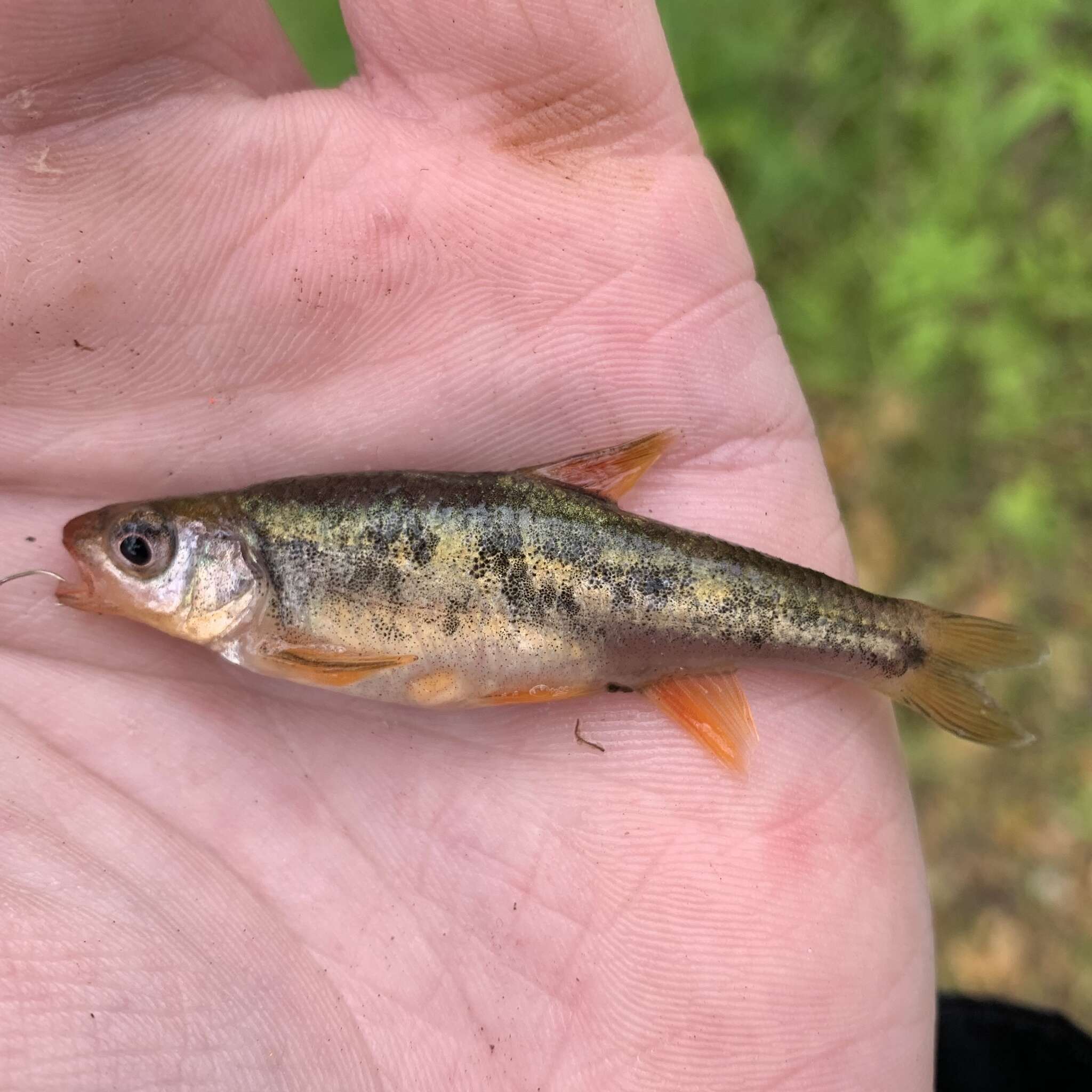 Слика од Notropis chiliticus (Cope 1870)