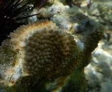 Image of spine coral