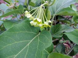 Image of Marsdenia volubilis (L. fil.) Cooke