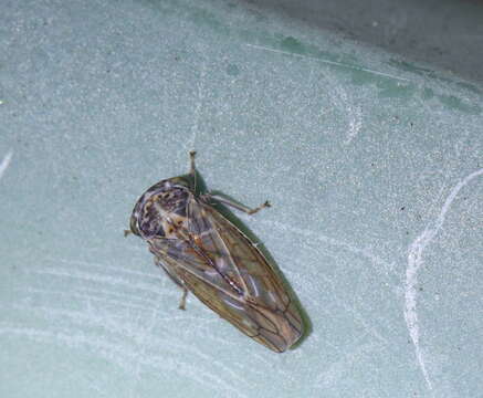 Image of Leafhopper