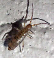 Image of Elongate-bodied Springtail