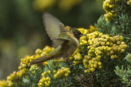 صورة Oxypogon stuebelii Meyer & AB 1884